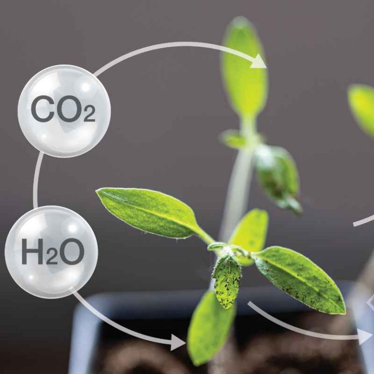 Which Part Of The Plant Is Responsible For Photosynthesis