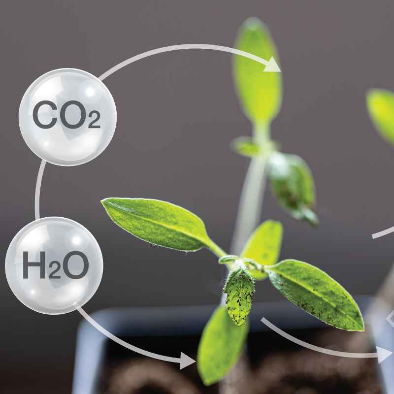Which Part Of The Plant Is Responsible For Photosynthesis