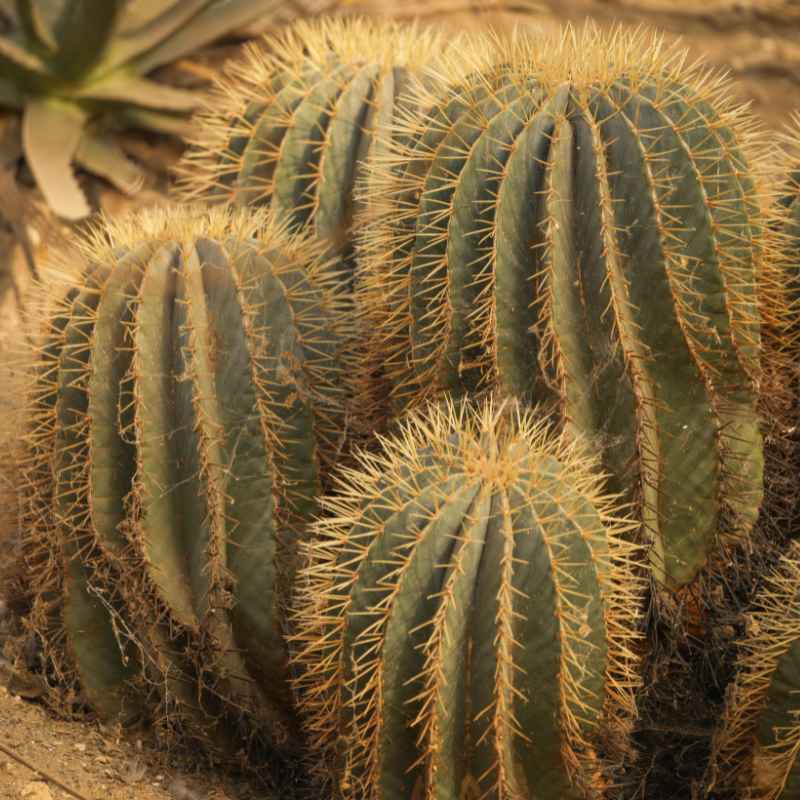 Which Two Biomes Contain Plants Adapted To Dry Conditions?