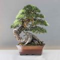 Who Is The Curator Of The National Bonsai & Penjing Museum
