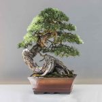 Who Is The Curator Of The National Bonsai & Penjing Museum