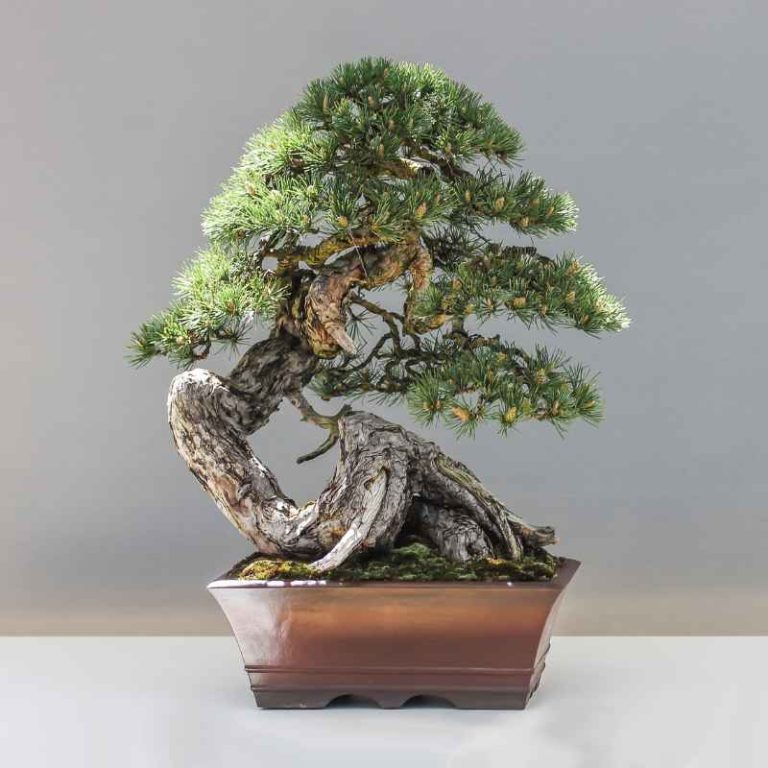 Who Is The Curator Of The National Bonsai & Penjing Museum