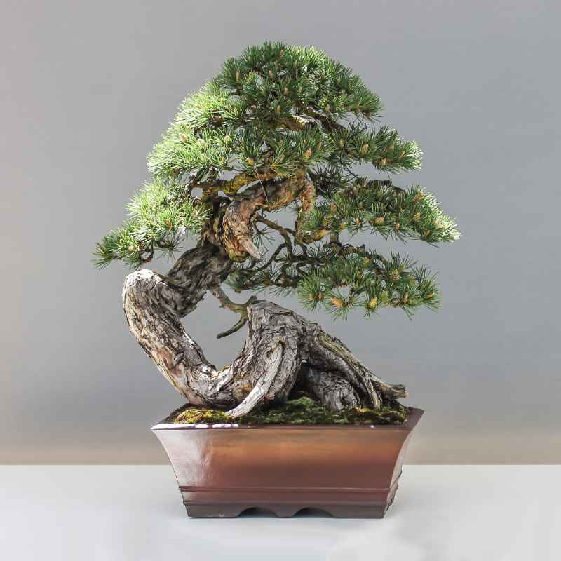 Who Is The Curator Of The National Bonsai & Penjing Museum