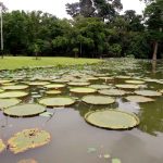Why Does The Water Look Black At The Botanical Gardens?