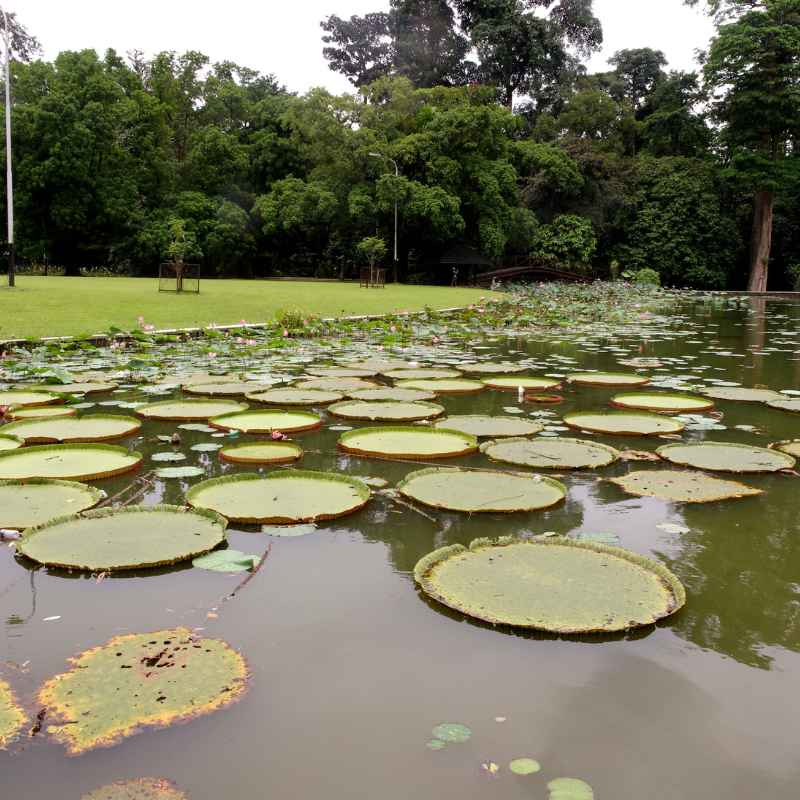 Why Does The Water Look Black At The Botanical Gardens?