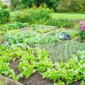 Why Don'T You See Home Vegetable Gardens In Florida