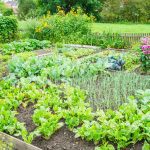 Why Don'T You See Home Vegetable Gardens In Florida