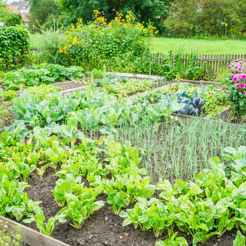 Why Don'T You See Home Vegetable Gardens In Florida