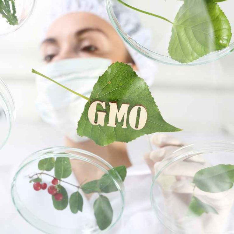 Why Gmo Modification Works Differently For Plants And Animals