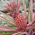 Why Is It Illegal To Plant Pink Pineapple Seeds