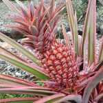 Why Is It Illegal To Plant Pink Pineapple Seeds