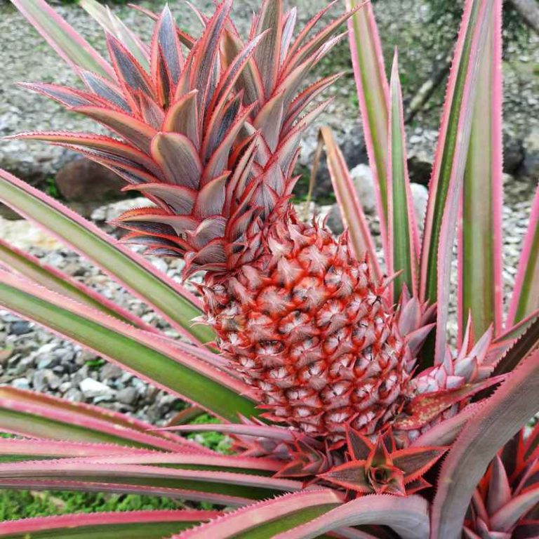 Why Is It Illegal To Plant Pink Pineapple Seeds