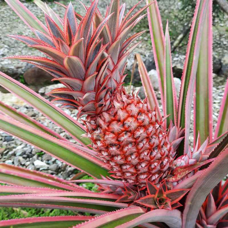 Why Is It Illegal To Plant Pink Pineapple Seeds