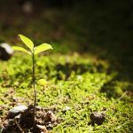Why Photosynthesis Classifies Plants As Producers