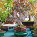 Will Apple Cider Vinegar Kill Aphids On Bonsai Trees?