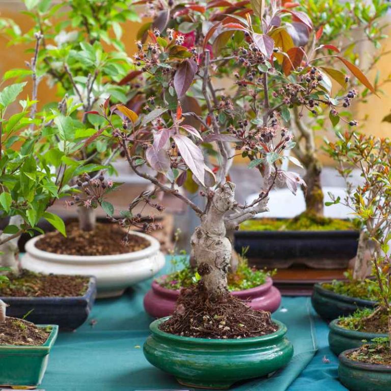 Will Apple Cider Vinegar Kill Aphids On Bonsai Trees?