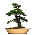 Will Exposing A Bonsai To Wind Help Its Trunk Thicken