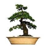 Will Exposing A Bonsai To Wind Help Its Trunk Thicken