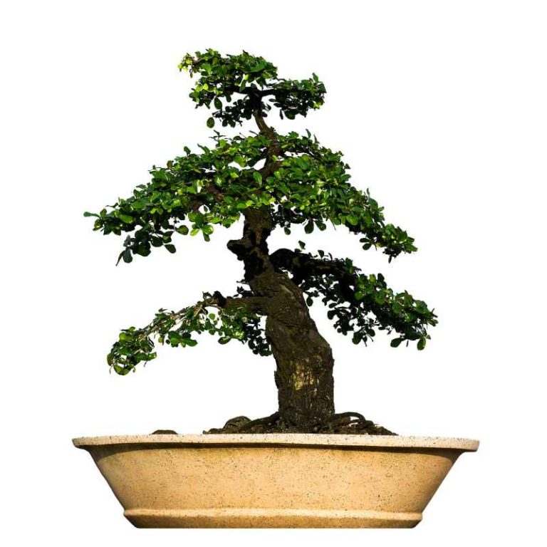 Will Exposing A Bonsai To Wind Help Its Trunk Thicken