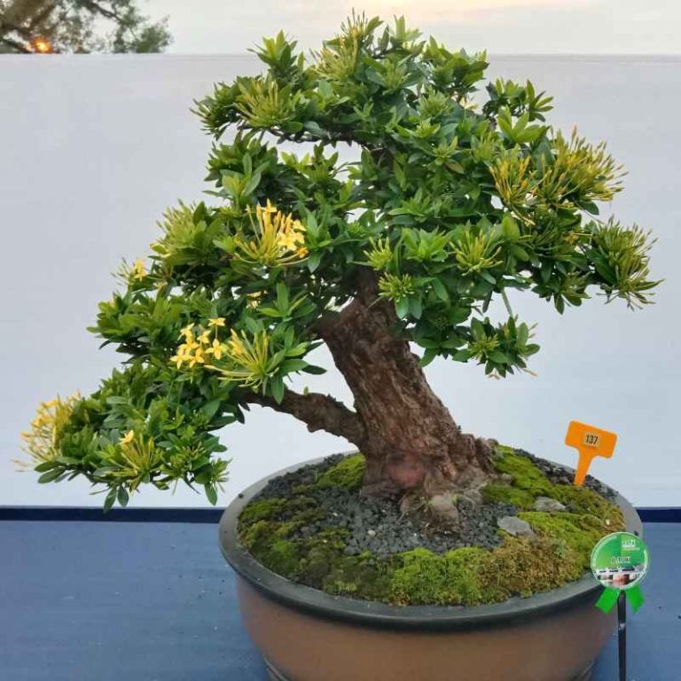 How To Bonsai A Citrus Tree