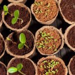 A Gardener Can Plant 17 Seeds in 25 Minutes