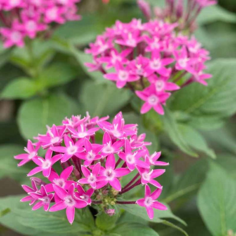 A Gardener'S Handbook Of Plant Names