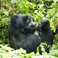 A Lush Plant And Animal Habitat Located In Central Africa
