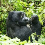 A Lush Plant And Animal Habitat Located In Central Africa