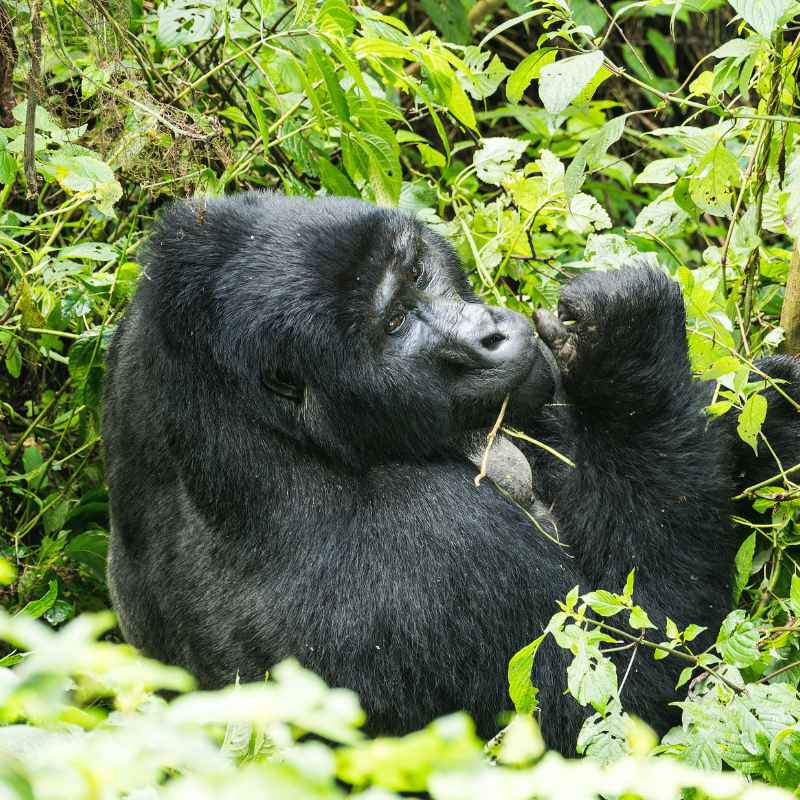 A Lush Plant And Animal Habitat Located In Central Africa