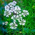 A Plant That Produces Seeds But Not Flowers