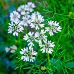 A Plant That Produces Seeds But Not Flowers