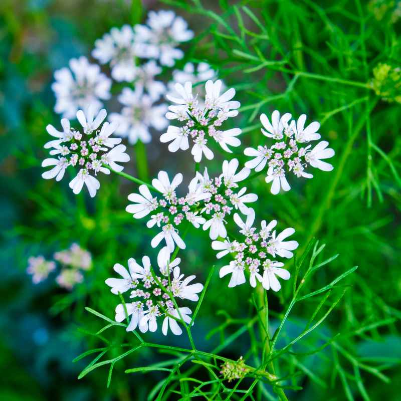 A Plant That Produces Seeds But Not Flowers