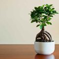 Achieve Ideal Humidity for a Healthy Ficus Bonsai