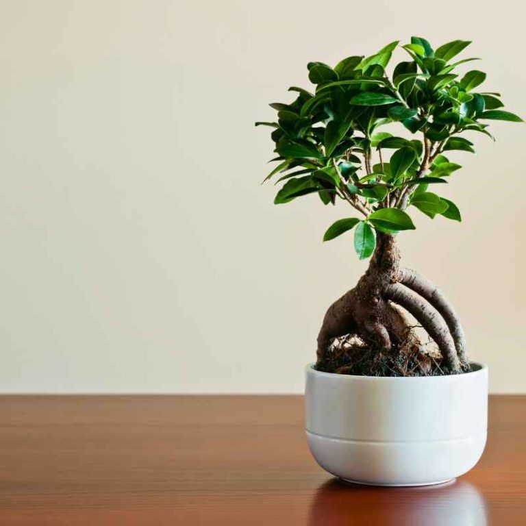 Achieve Ideal Humidity for a Healthy Ficus Bonsai