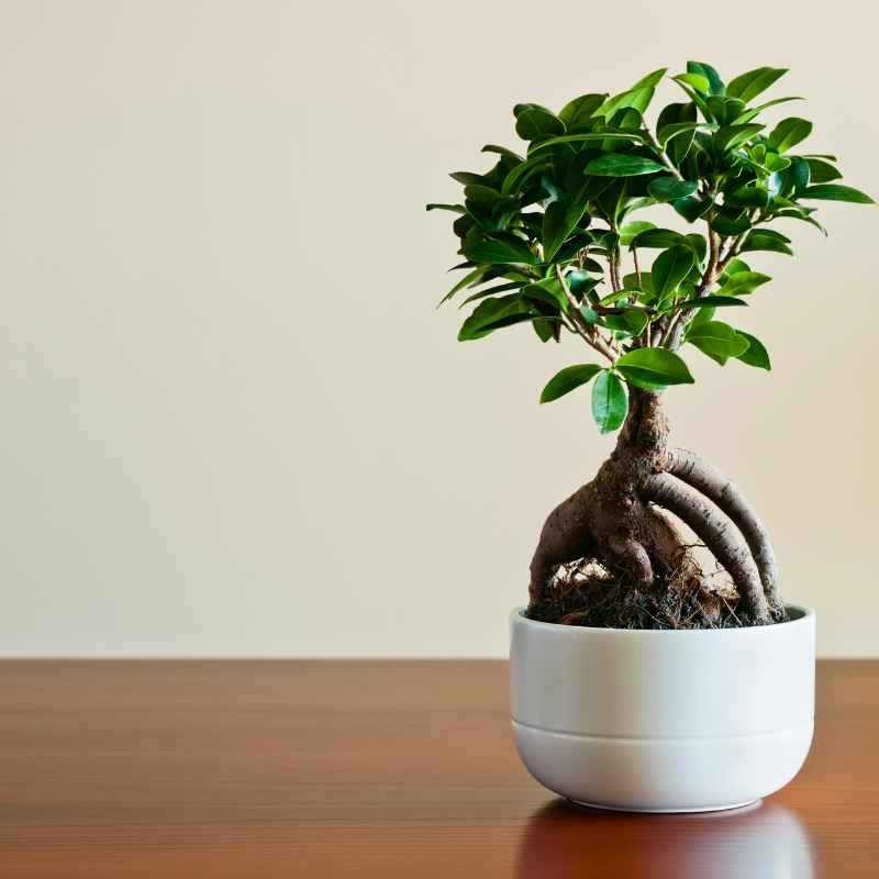 Achieve Ideal Humidity for a Healthy Ficus Bonsai