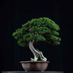 Are Any Deciduous Species Suitable For Indoor Bonsai