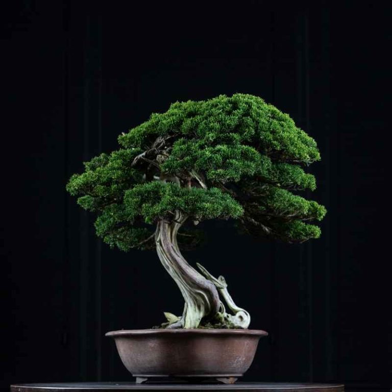 Are Any Deciduous Species Suitable For Indoor Bonsai