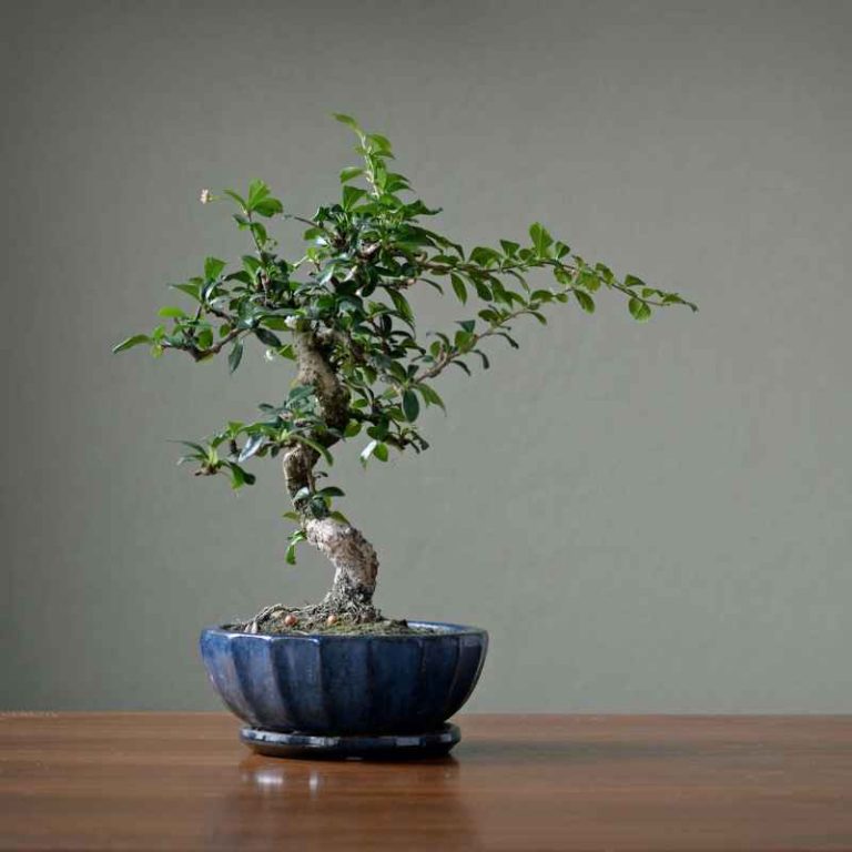 Are Juniperus Horizontalis Bonsai Good For Beginners?