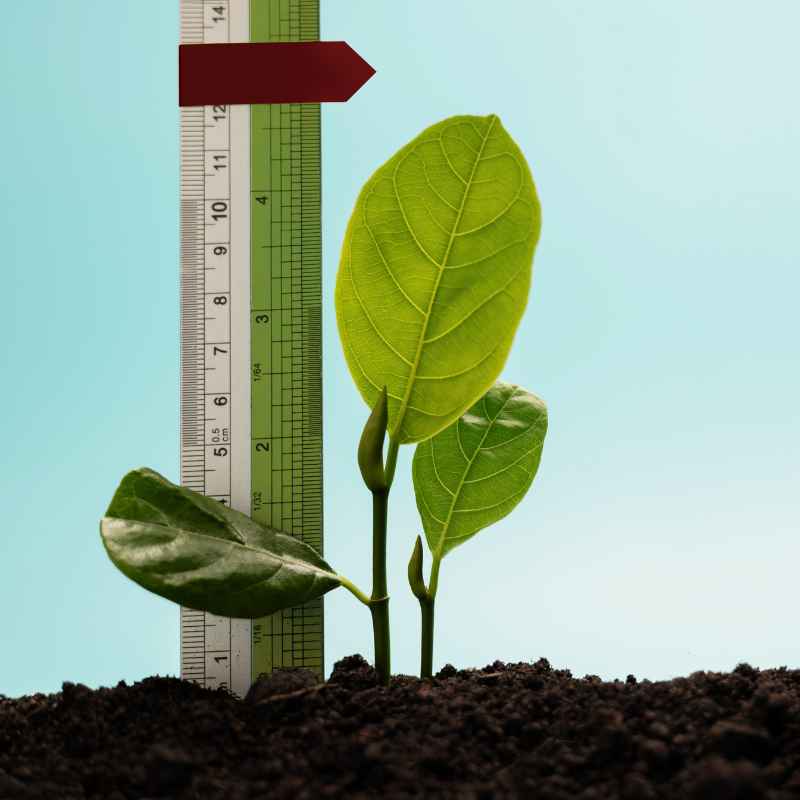 Are Plants The Only Organisms That Perform Photosynthesis?