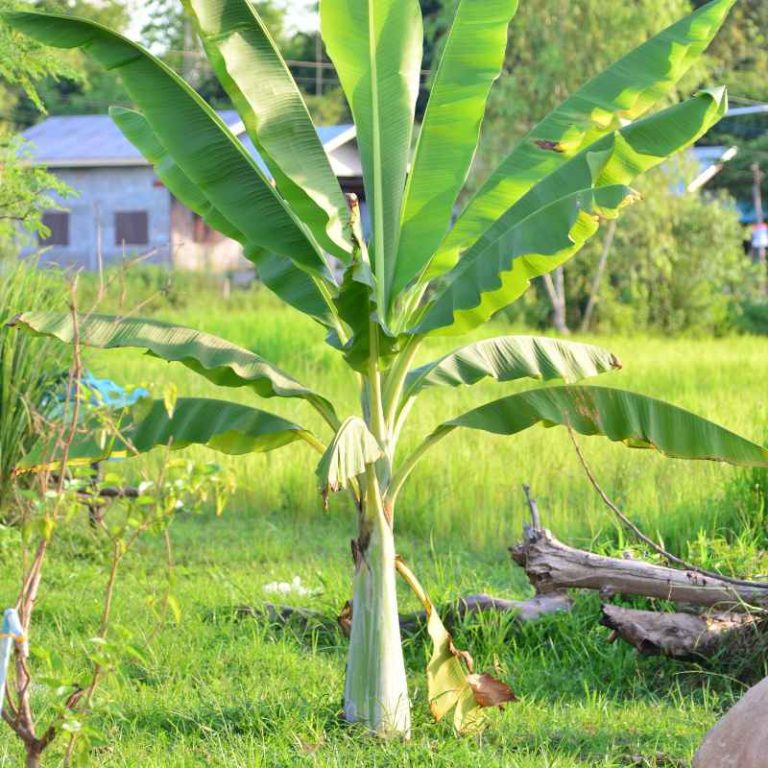 Banana Plant Rhizomes
