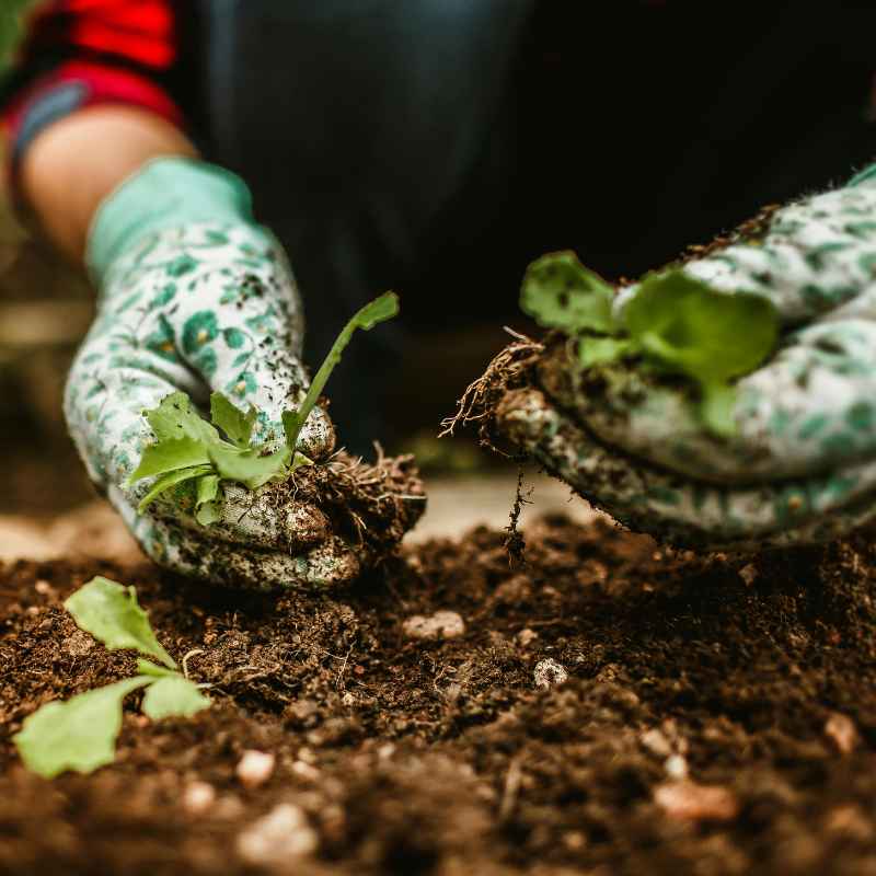 Best Practices for Vegetable Garden Soil Preparation