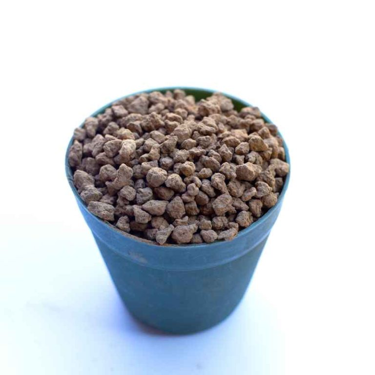 Best Soil Mix for a Healthy Ficus Bonsai Tree