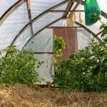 Can Hay Be a Living Mulch for Vegetable Gardens