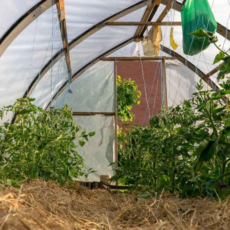 Can Hay Be a Living Mulch for Vegetable Gardens