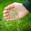 Can I Plant Grass Seed in April in Michigan