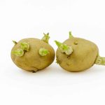 Can I Plant Sprouted Potatoes From My Cupboard?