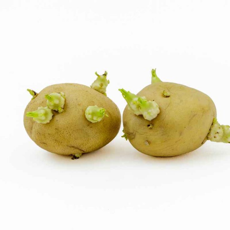 Can I Plant Sprouted Potatoes From My Cupboard?