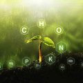 Can Plants And Animals Use Nitrogen Directly From The Air?
