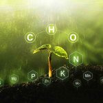 Can Plants And Animals Use Nitrogen Directly From The Air?