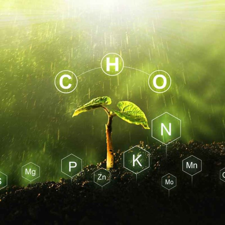 Can Plants And Animals Use Nitrogen Directly From The Air?